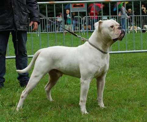 american bulldog